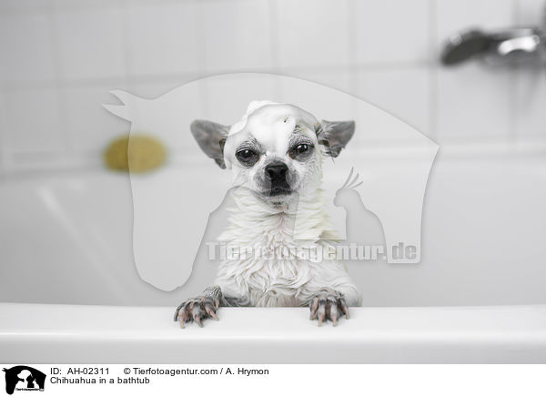 Chihuahua in a bathtub / AH-02311