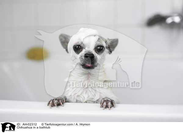 Chihuahua in einer Badewanne / Chihuahua in a bathtub / AH-02312