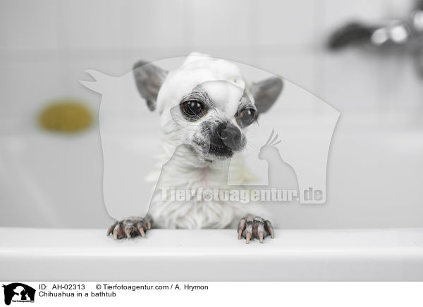Chihuahua in einer Badewanne / Chihuahua in a bathtub / AH-02313