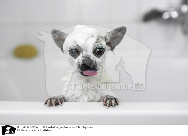 Chihuahua in einer Badewanne / Chihuahua in a bathtub / AH-02314