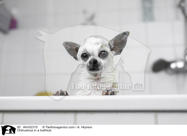 Chihuahua in einer Badewanne / Chihuahua in a bathtub / AH-02315