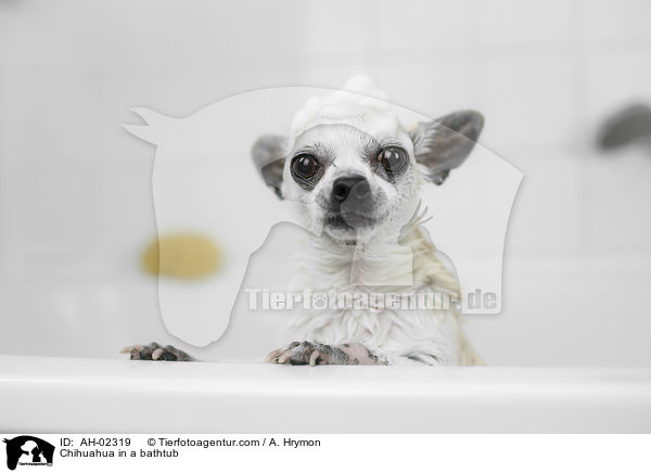 Chihuahua in a bathtub / AH-02319