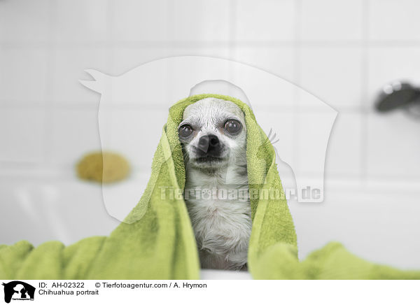 Chihuahua portrait / AH-02322