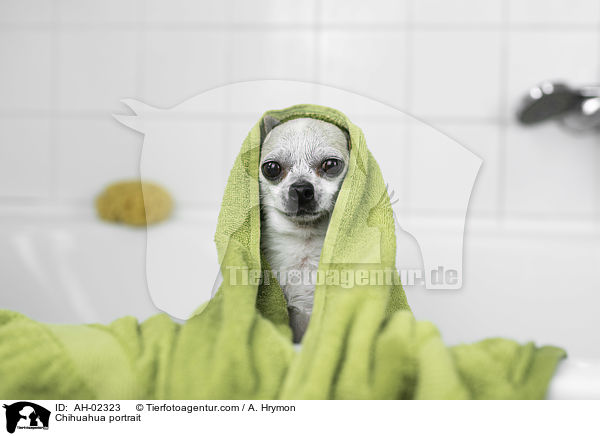Chihuahua portrait / AH-02323