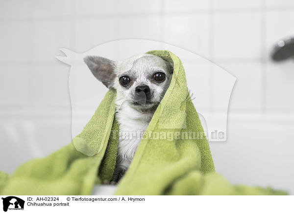 Chihuahua Portrait / Chihuahua portrait / AH-02324