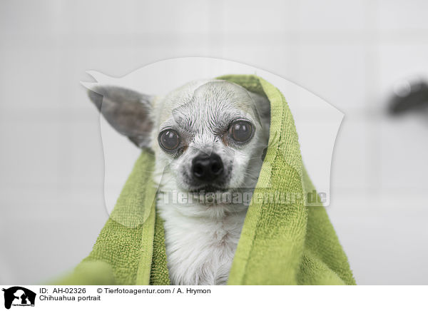 Chihuahua Portrait / Chihuahua portrait / AH-02326