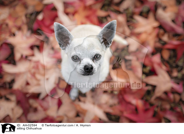 sitzender Chihuahua / sitting Chihuahua / AH-02594