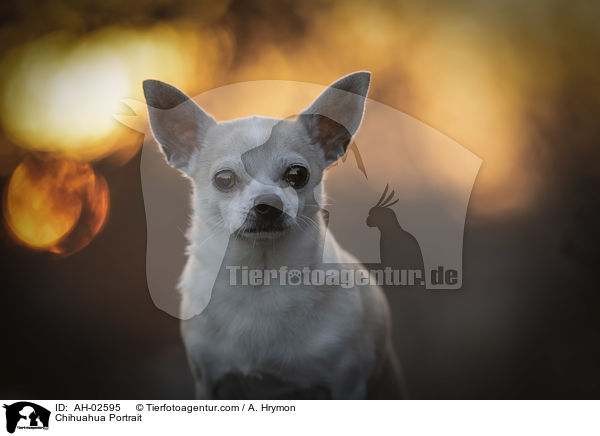 Chihuahua Portrait / Chihuahua Portrait / AH-02595