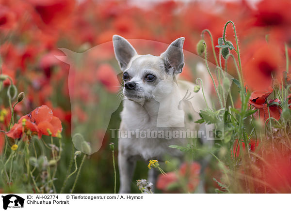 Chihuahua Portrait / Chihuahua Portrait / AH-02774