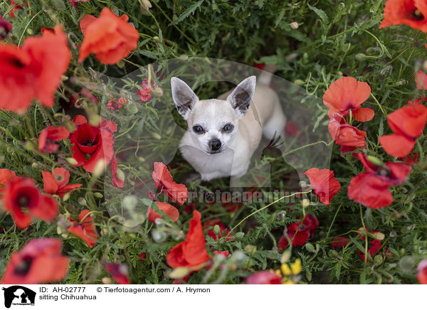 sitzender Chihuahua / sitting Chihuahua / AH-02777