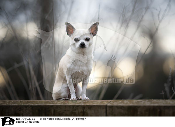 sitzender Chihuahua / sitting Chihuahua / AH-02782
