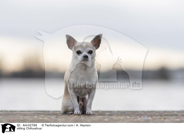 sitzender Chihuahua / sitting Chihuahua / AH-02788