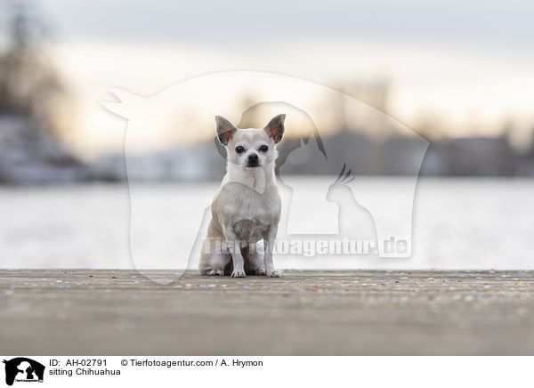 sitzender Chihuahua / sitting Chihuahua / AH-02791