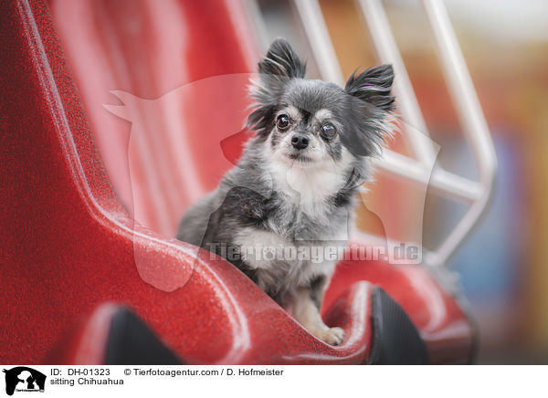 sitzender Chihuahua / sitting Chihuahua / DH-01323