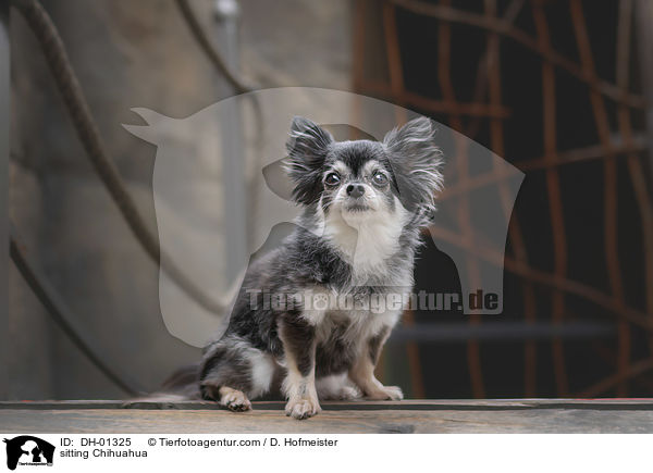 sitzender Chihuahua / sitting Chihuahua / DH-01325