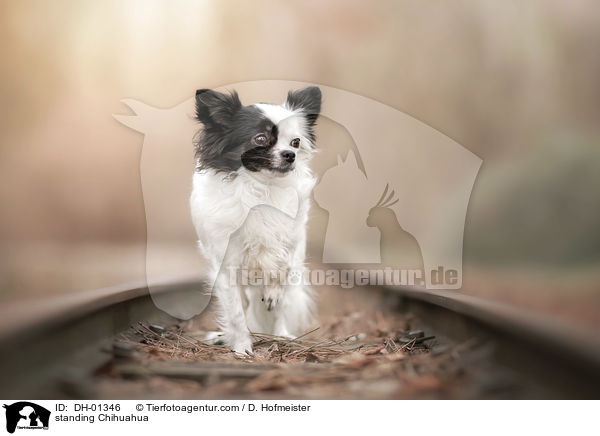 stehender Chihuahua / standing Chihuahua / DH-01346