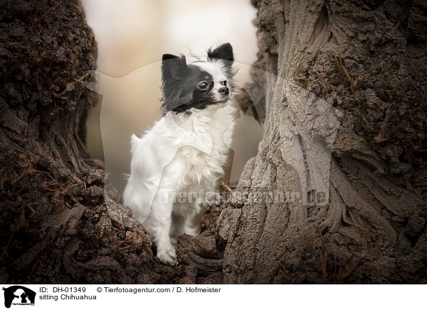 sitzender Chihuahua / sitting Chihuahua / DH-01349