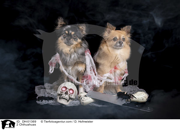 2 Chihuahuas / 2 Chihuahuas / DH-01369