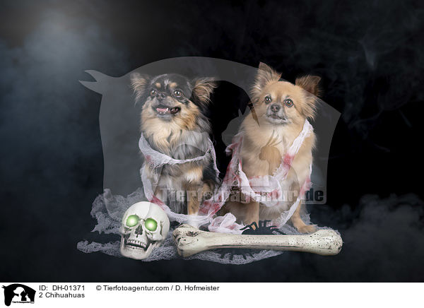 2 Chihuahuas / 2 Chihuahuas / DH-01371