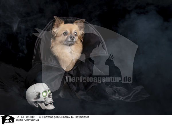 sitzender Chihuahua / sitting Chihuahua / DH-01389