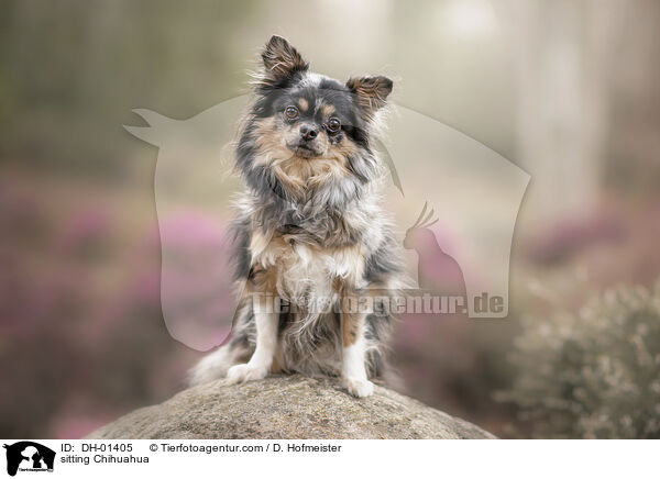 sitzender Chihuahua / sitting Chihuahua / DH-01405