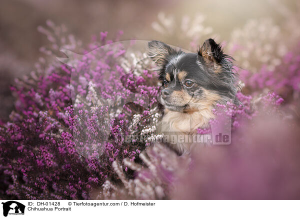 Chihuahua Portrait / Chihuahua Portrait / DH-01428