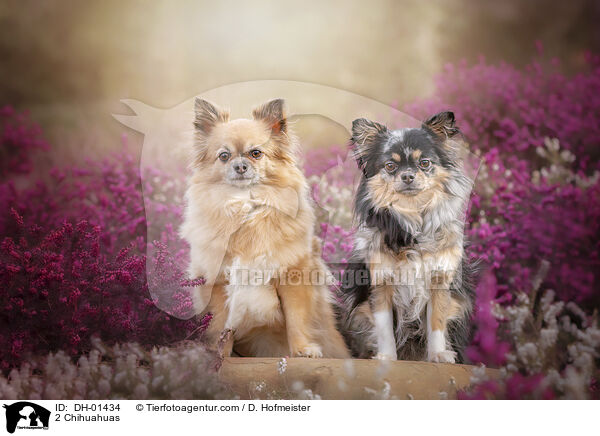 2 Chihuahuas / 2 Chihuahuas / DH-01434