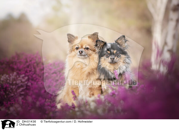 2 Chihuahuas / 2 Chihuahuas / DH-01436