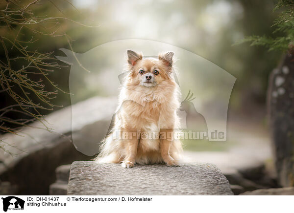 sitting Chihuahua / DH-01437