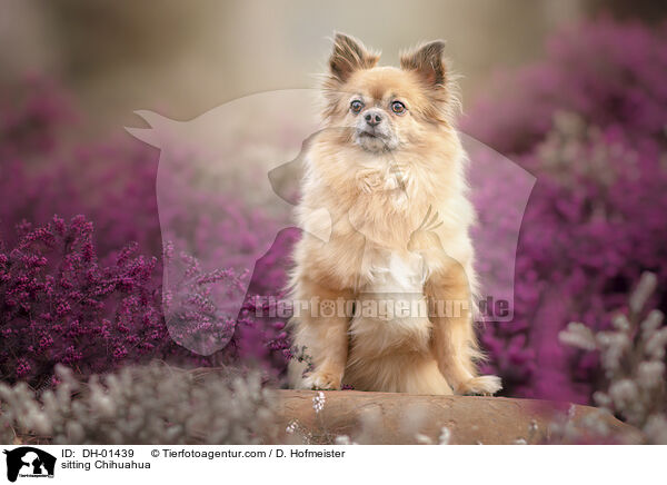 sitzender Chihuahua / sitting Chihuahua / DH-01439
