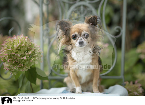 sitzender Chihuahua / sitting Chihuahua / DH-01441