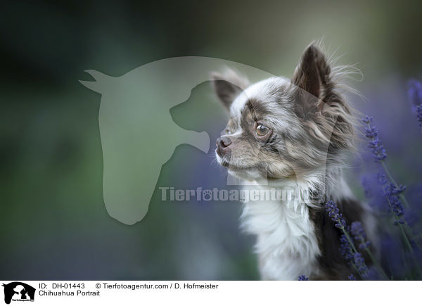 Chihuahua Portrait / Chihuahua Portrait / DH-01443