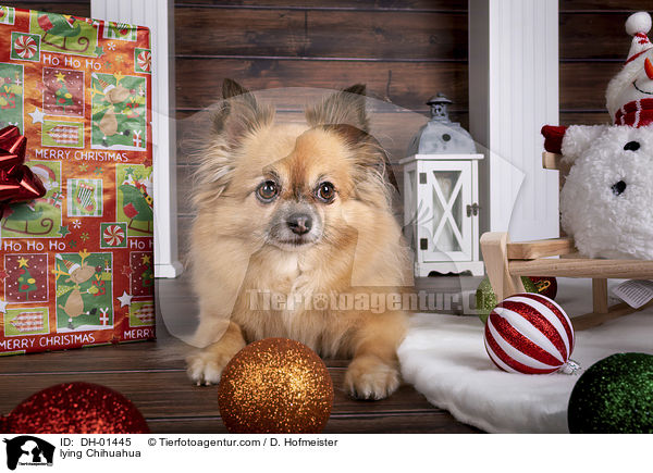 liegender Chihuahua / lying Chihuahua / DH-01445