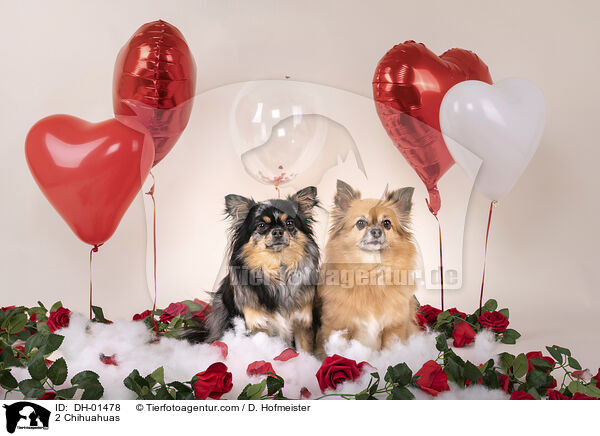 2 Chihuahuas / 2 Chihuahuas / DH-01478