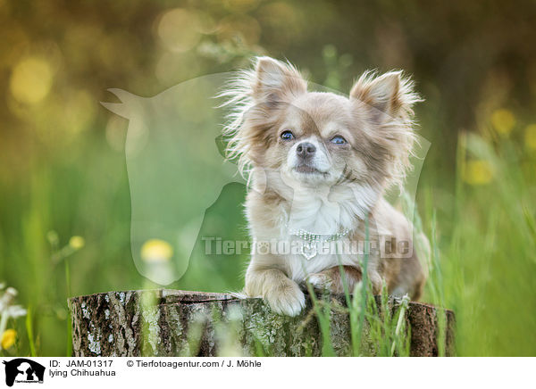 liegender Chihuahua / lying Chihuahua / JAM-01317