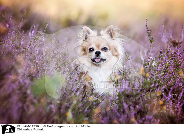Chihuahua Portrait / Chihuahua Portrait / JAM-01336