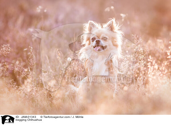 Chihuahua macht Mnnchen / begging Chihuahua / JAM-01343