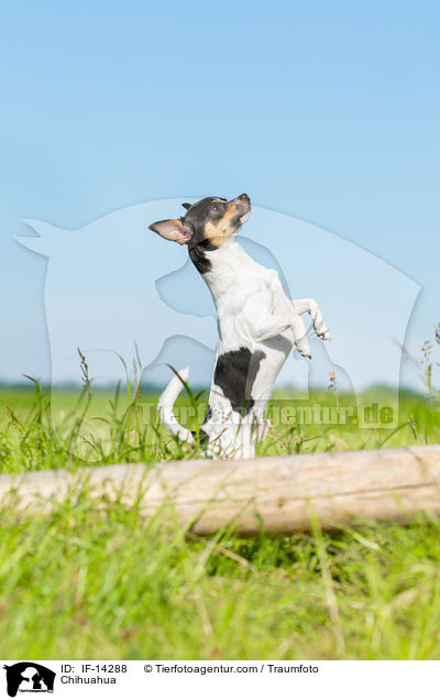 Chihuahua / Chihuahua / IF-14288