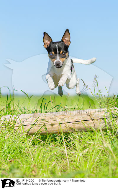 Chihuahua springt ber Baumstamm / Chihuahua jumps over tree trunk / IF-14290