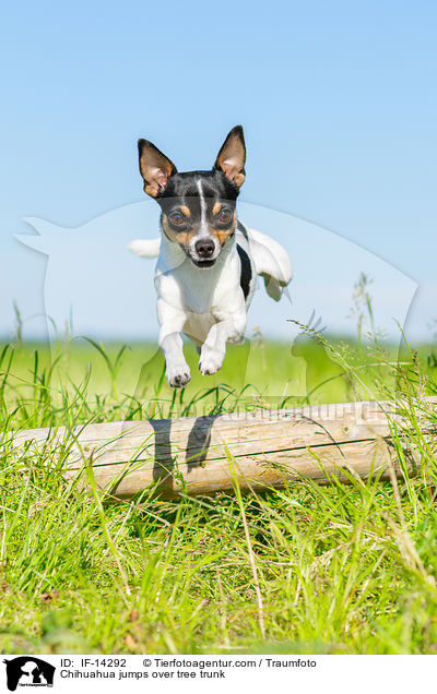 Chihuahua springt �ber Baumstamm / Chihuahua jumps over tree trunk / IF-14292