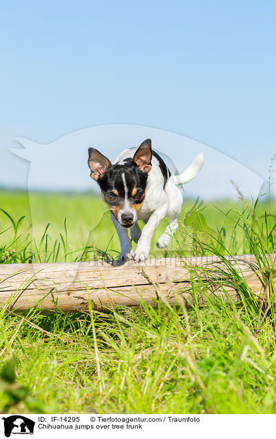 Chihuahua springt ber Baumstamm / Chihuahua jumps over tree trunk / IF-14295