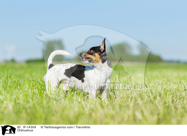 stehender Chihuahua / Chihuahua / IF-14304