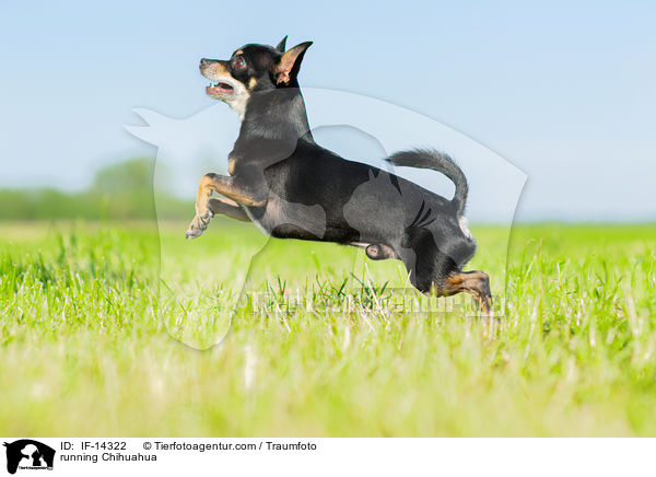rennender Chihuahua / running Chihuahua / IF-14322