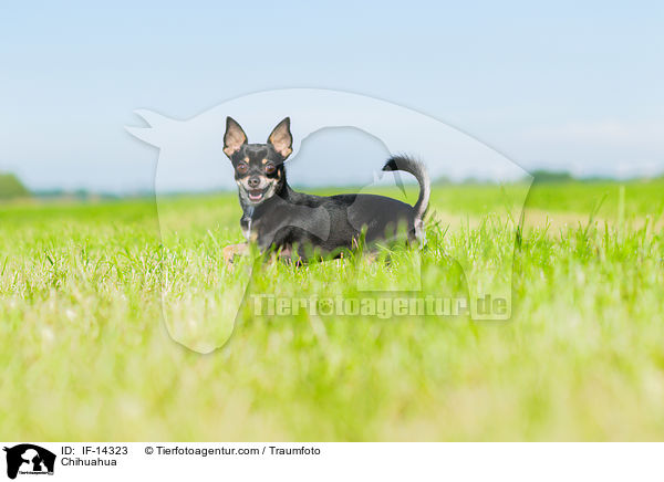 Chihuahua / Chihuahua / IF-14323