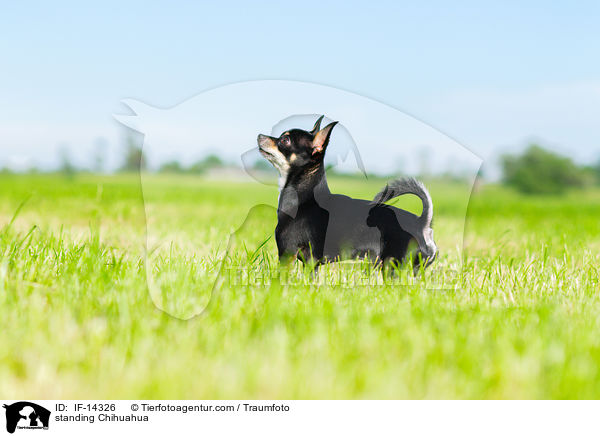 stehender Chihuahua / standing Chihuahua / IF-14326
