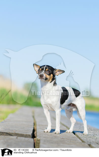 stehender Chihuahua / standing Chihuahua / IF-14330