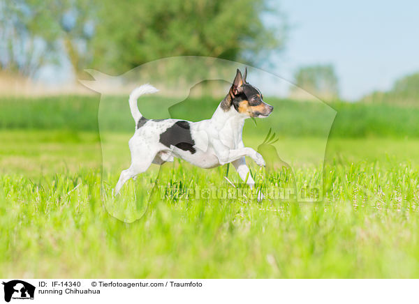 rennender Chihuahua / running Chihuahua / IF-14340