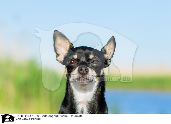 Chihuahua Portrait / Chihuahua Portrait / IF-14347