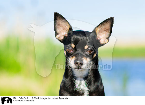 Chihuahua Portrait / Chihuahua Portrait / IF-14349