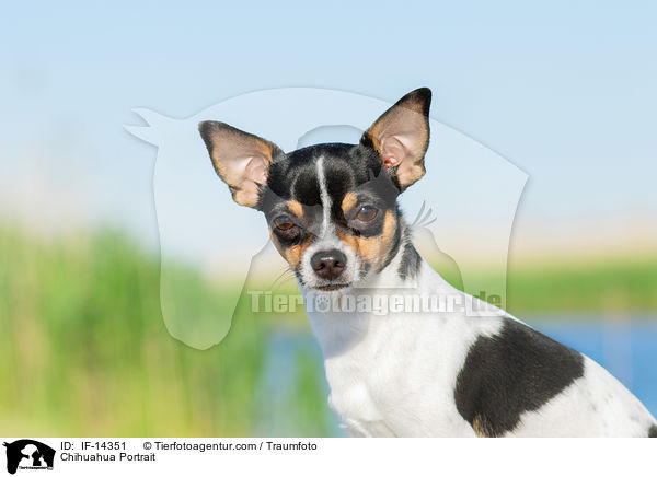 Chihuahua Portrait / Chihuahua Portrait / IF-14351